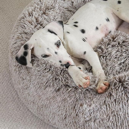 toutou dalmatien allonger dans lit pour chien 