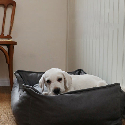 toutou dans canape orthopédique chien trois rebord