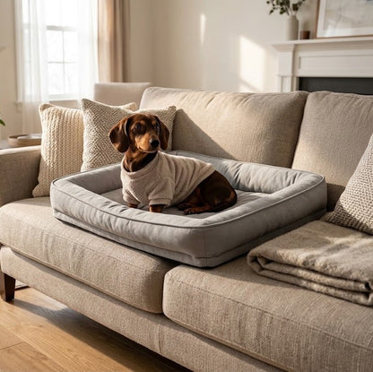 toutou dans canape pour chien xxl sur un fauteuille