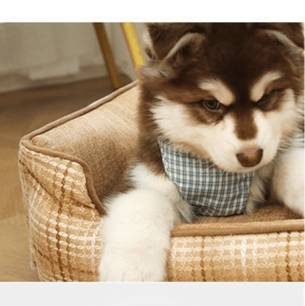 toutou dans chien couchage en treillis beige