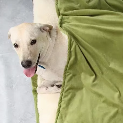 toutou dans coussin chien couvert