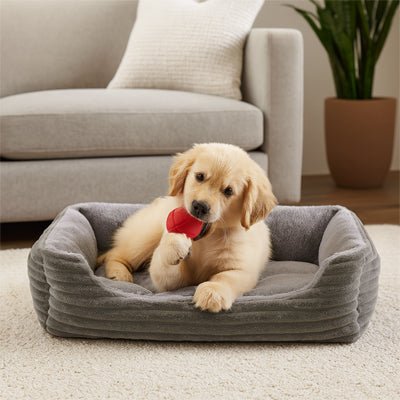 toutou dans coussin chien douillet gris