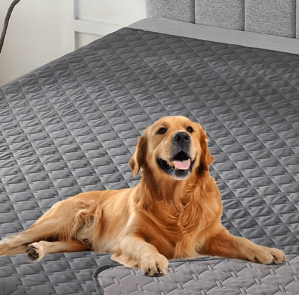 toutou dans couverture chien imperméable dans lit adulte