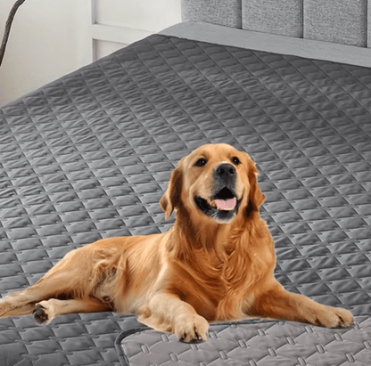 toutou dans couverture chien imperméable dans lit adulte