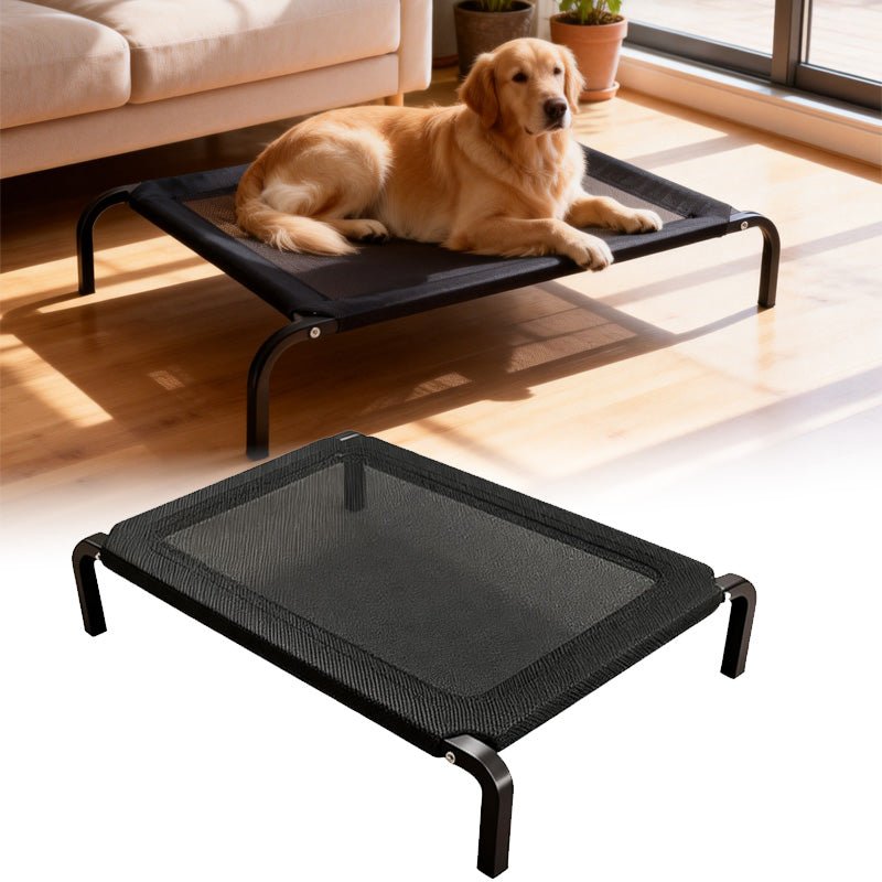 toutou dans lit de camp chien dans salon