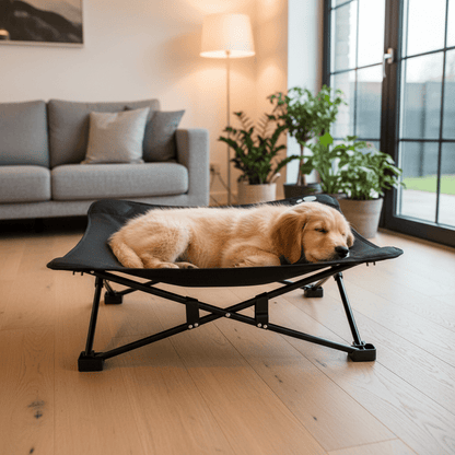 toutou dans lit de camp chien dans salon moderne