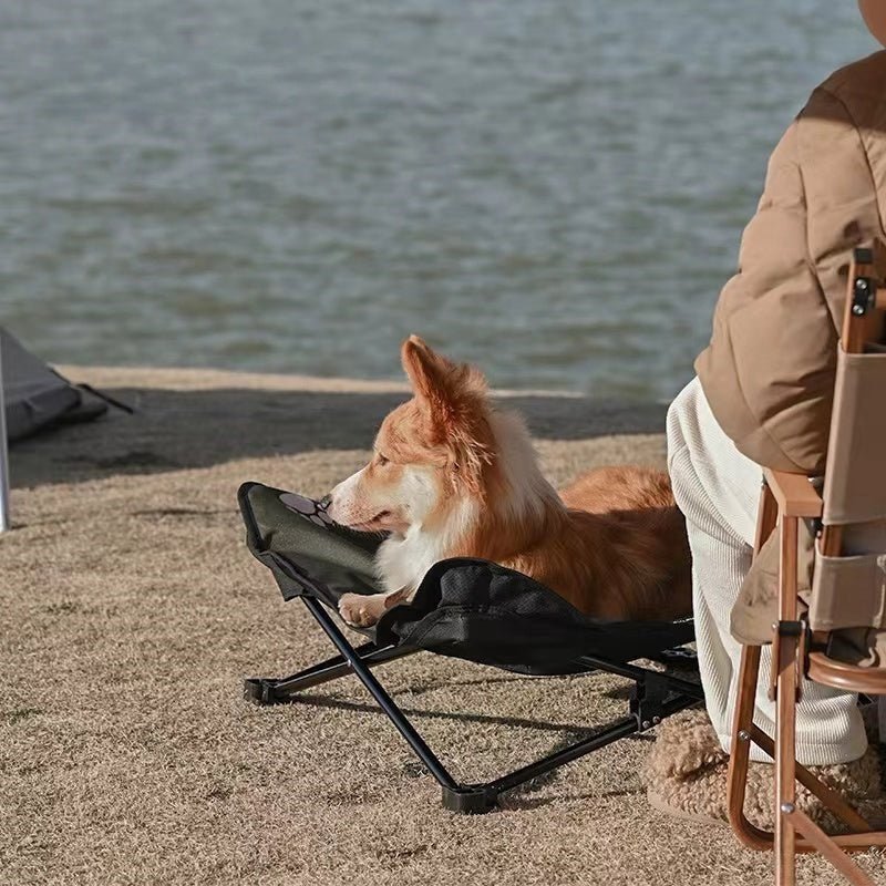 toutou dans  lit de camp chien sur la plage avec son maitre
