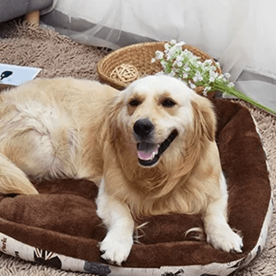 toutou dans panier canape chien moelleux marron