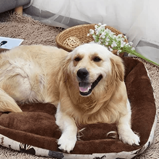 toutou dans panier canape chien moelleux marron