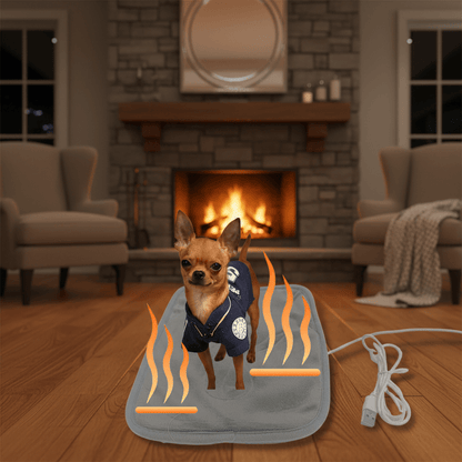 toutou debout  sur couverture chauffante chien dans salon
