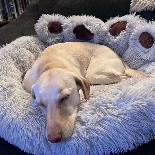 toutou_detendu_dans_lit_pour_chien_moelleux