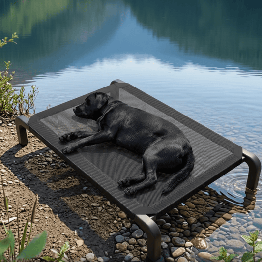 toutou dort dans lit de camp chien au bord de lac
