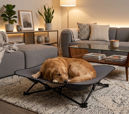 toutou dort dans lit pour chien pliant structure durable et stable
