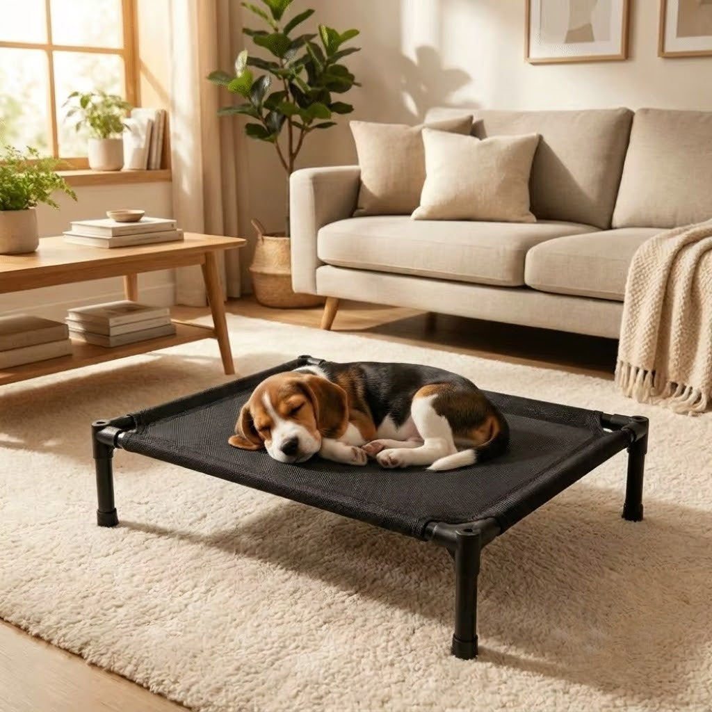 toutou dort sur lit pour chien surélevé