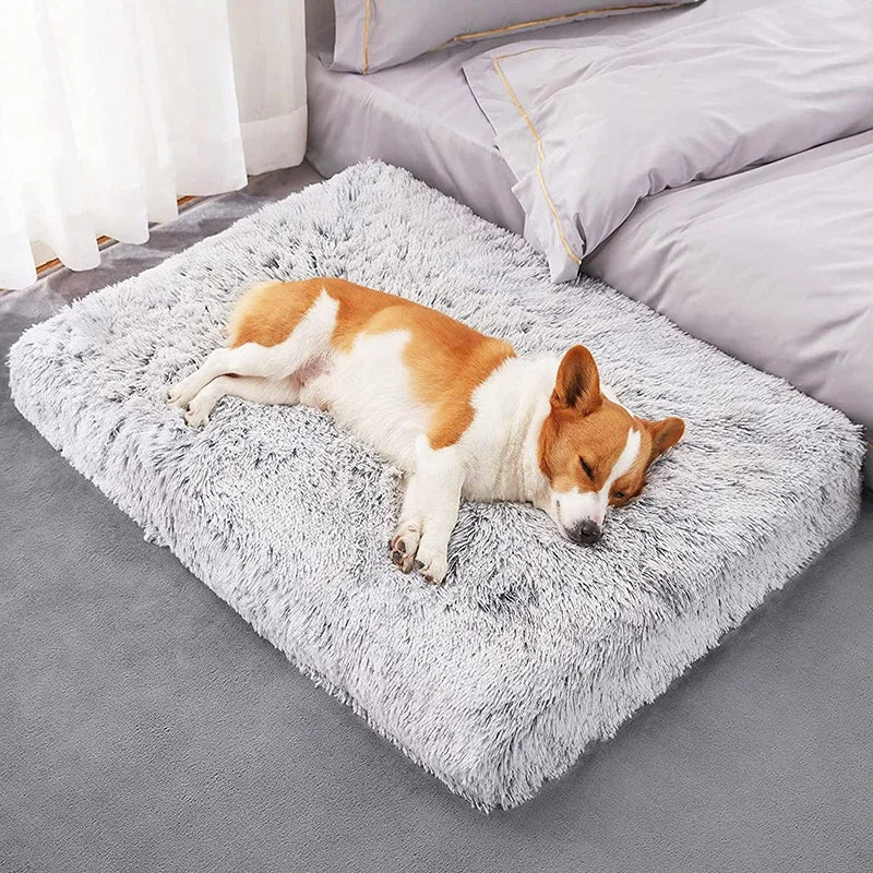 toutou dort sur matelas pour chien déhoussable en peluche