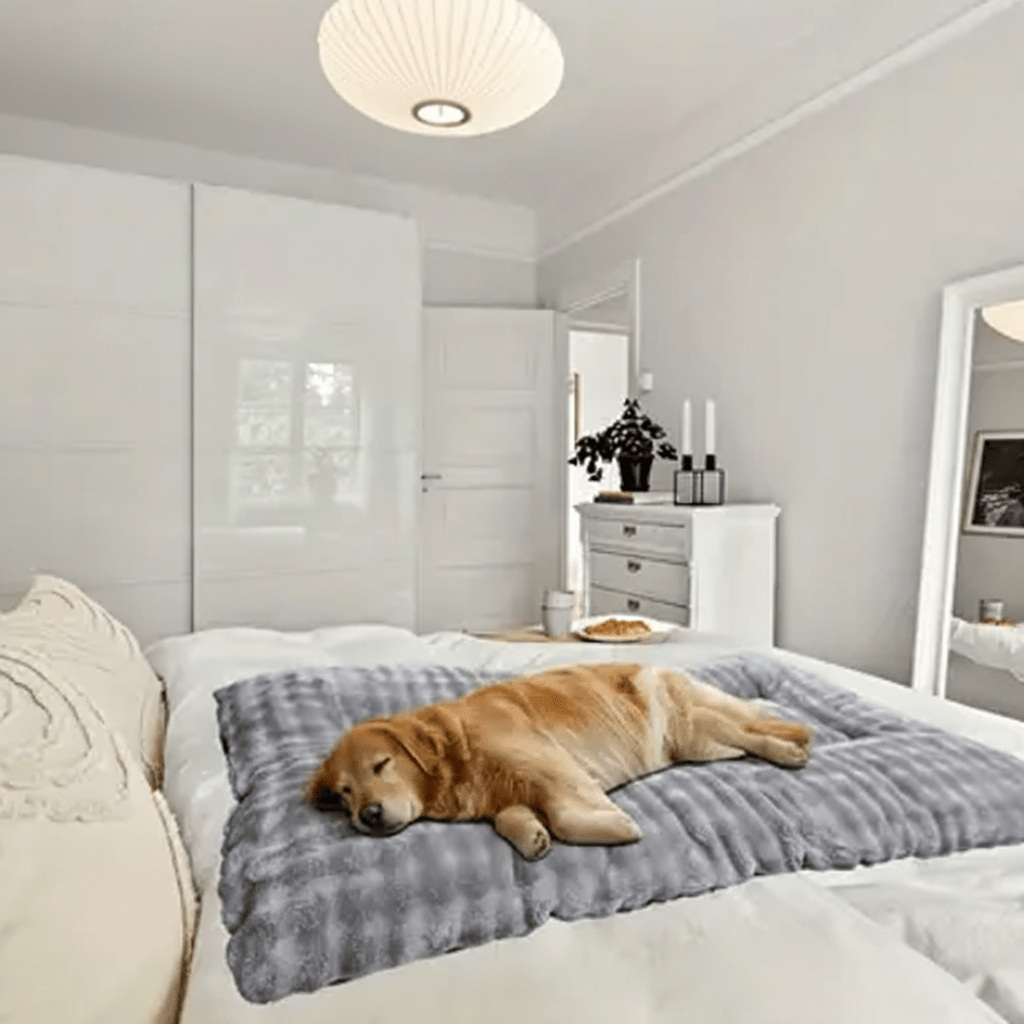 toutou dort sur matelas pour chien xxl dans lit des parents