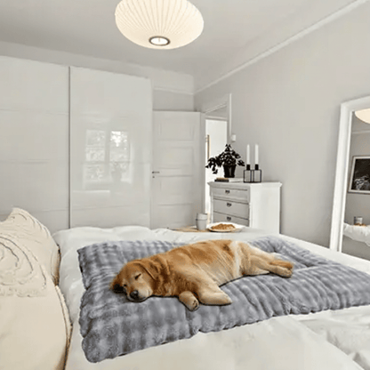 toutou dort sur matelas pour chien xxl dans lit des parents