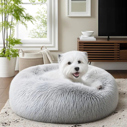 toutou en blottit dans panier pour chien doux