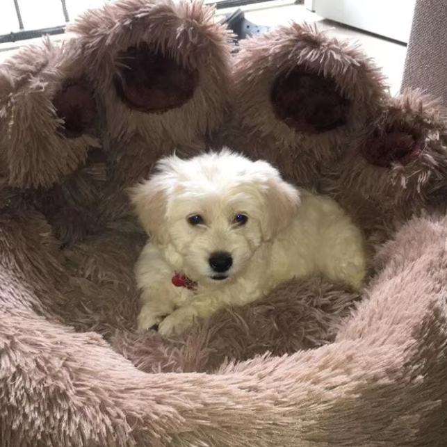 toutou envelopper dans lit pour chien en peluche