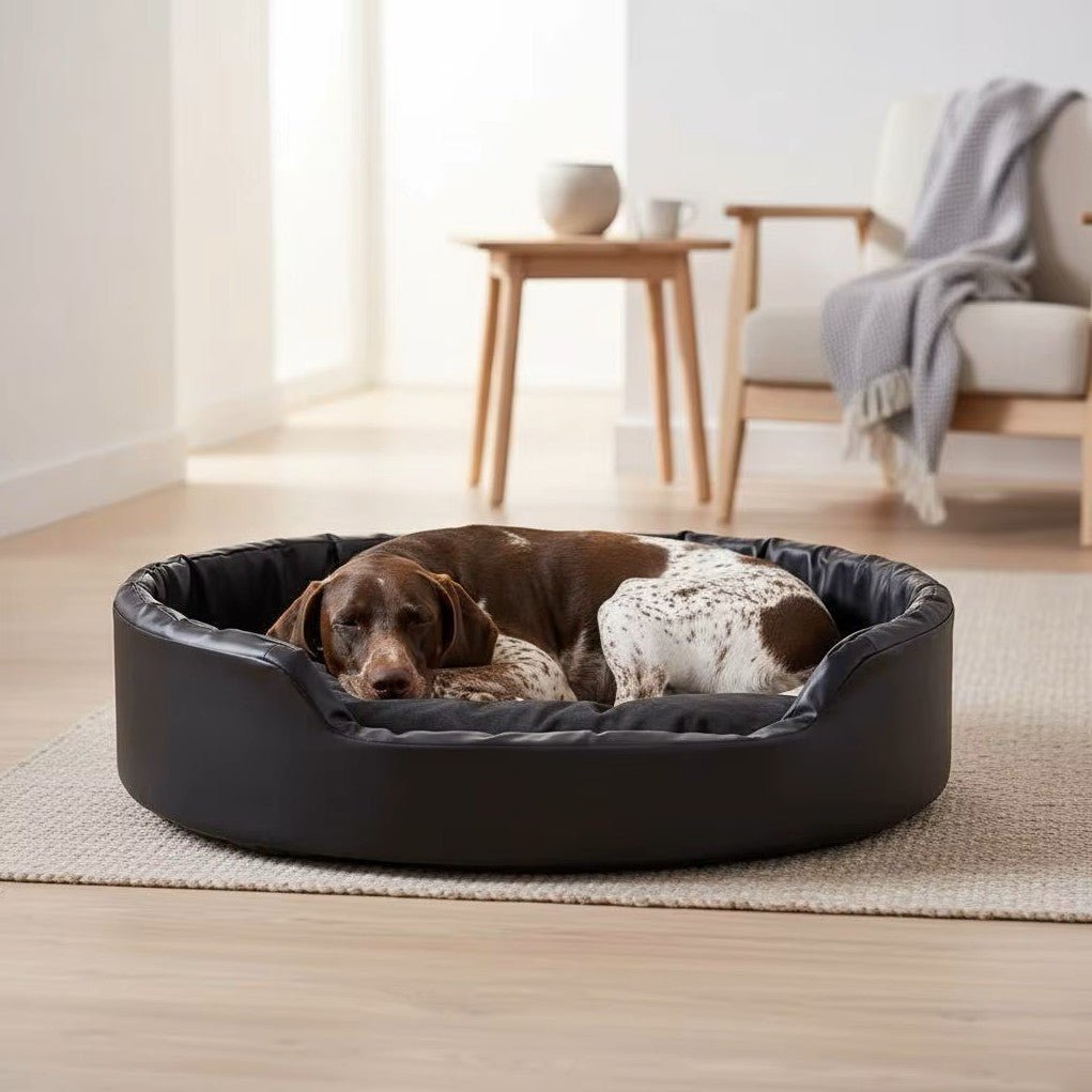 toutou âgée dans canapé orthopédique chien de bien-être