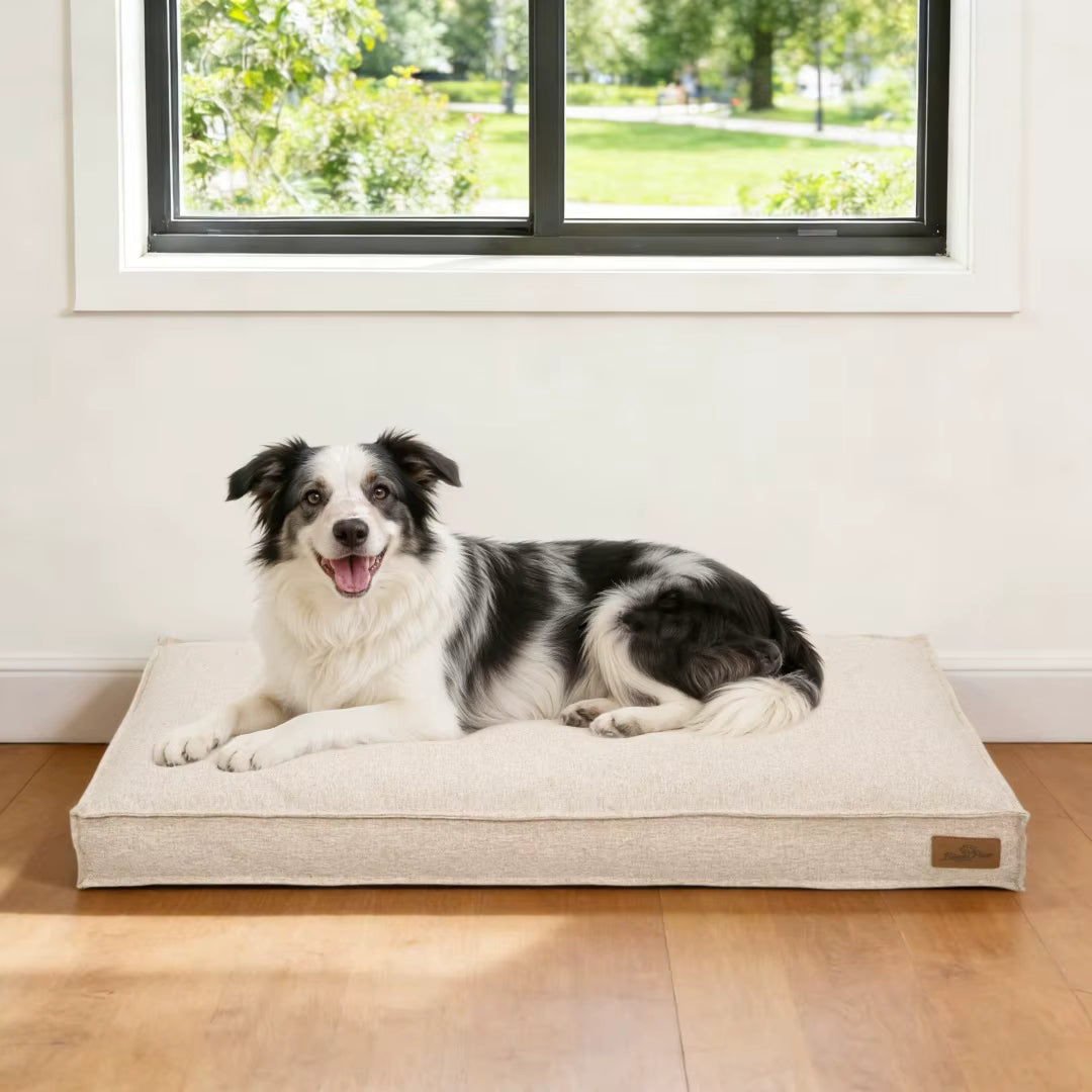 toutou heureux sur le canape pour chien xxl