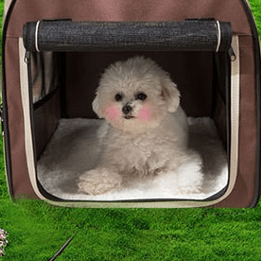 toutou installer dans maison pour chien respirant