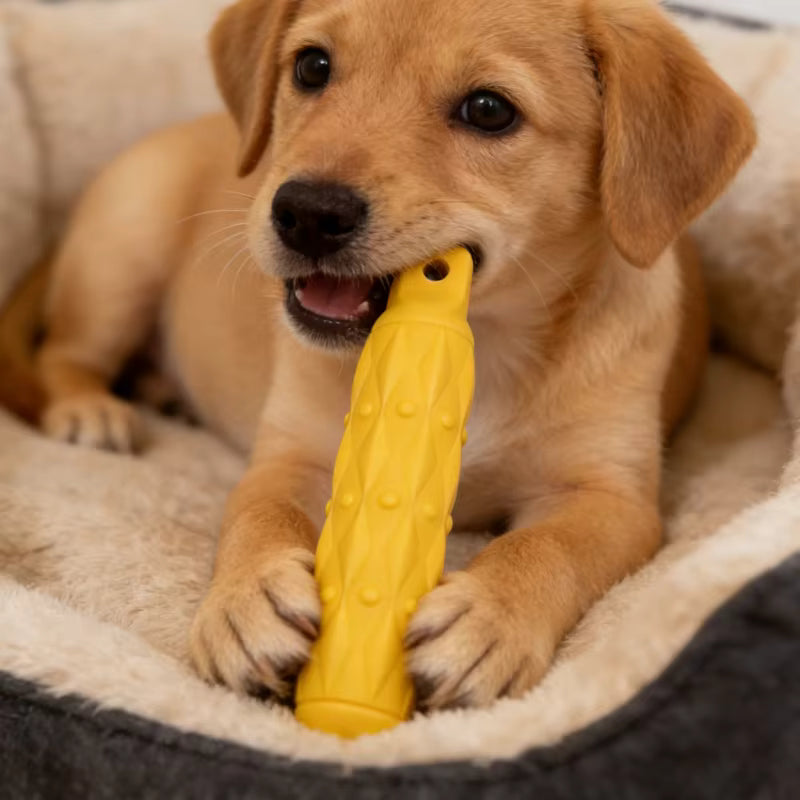 toutou mache le jouet indestructible pour chien