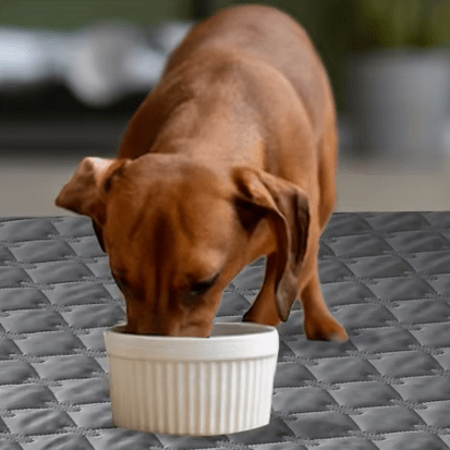toutou mange dans la gamelle sur couverture chien imperméable