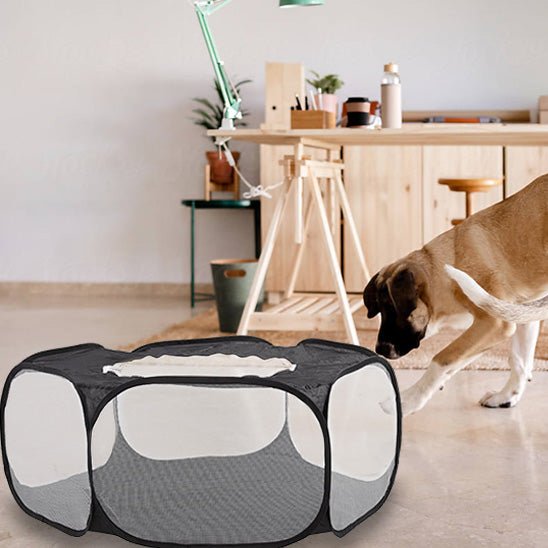 toutou  renifle parc pour chien