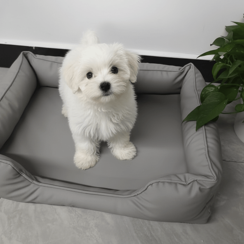 toutou sur canape orthopédique gris pour chien