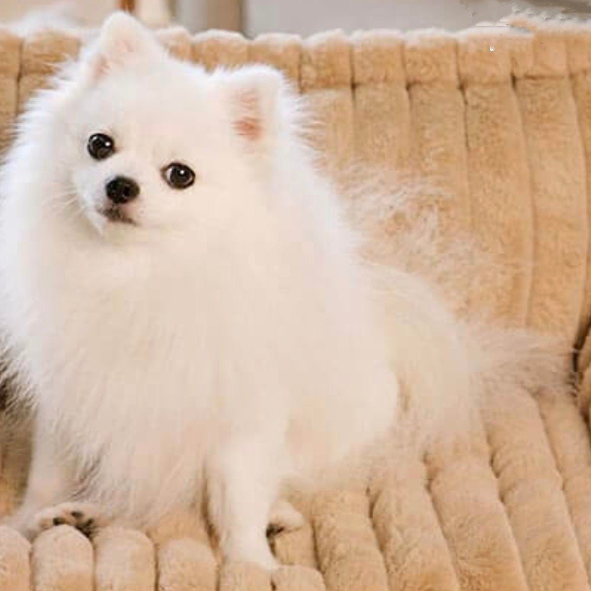 toutou sur canape petit chien en velours côtelé 