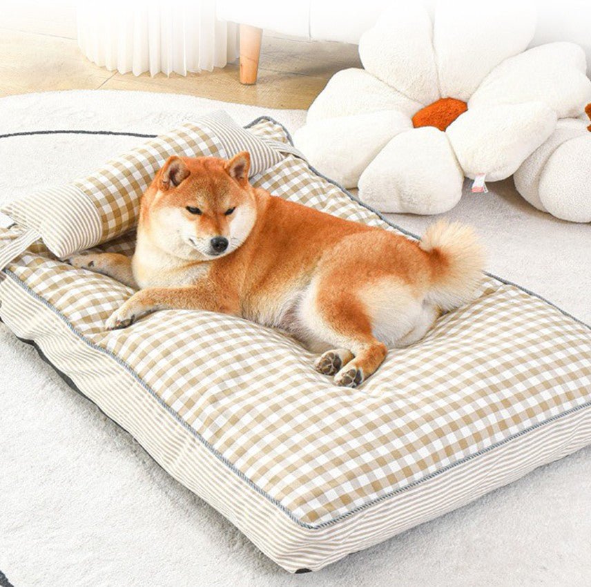 toutou sur coussin chien avec  oreiller 