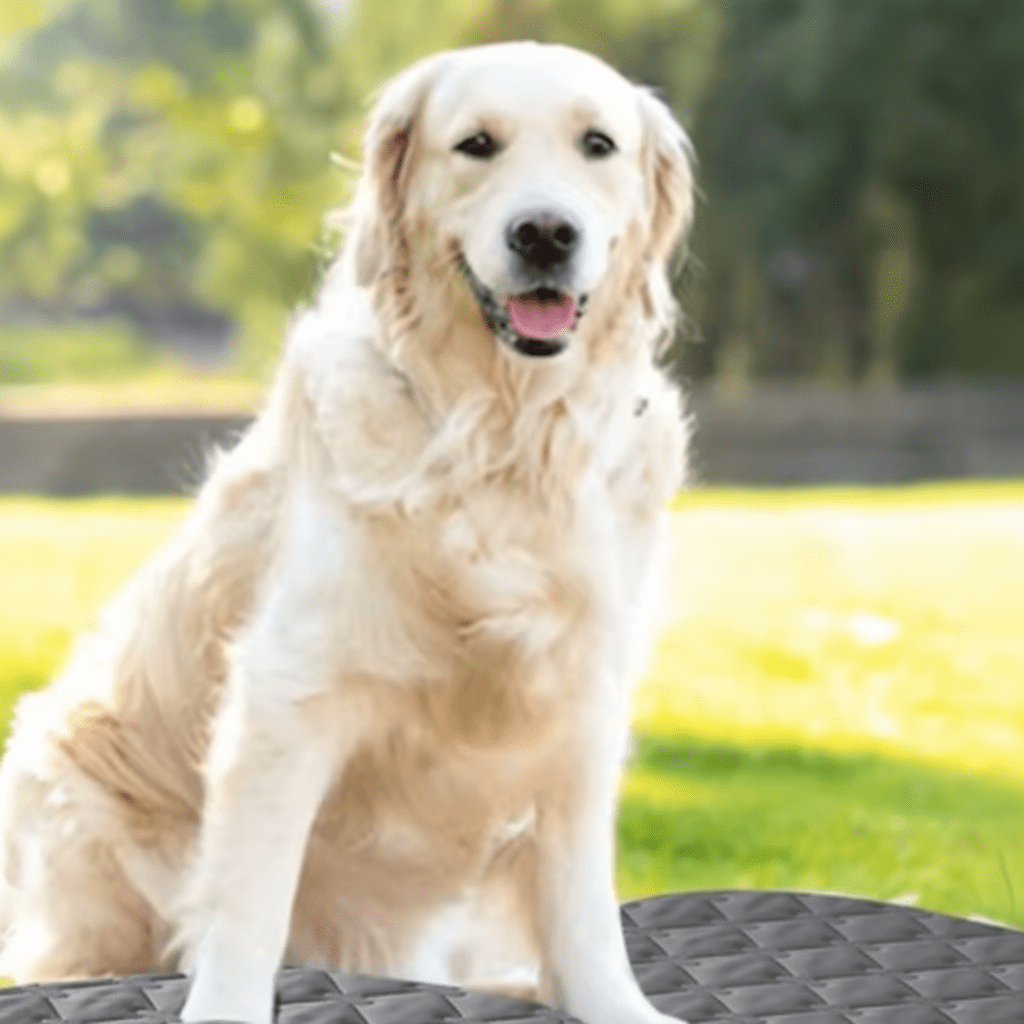 toutou sur couverture chien imperméable dans le jardin