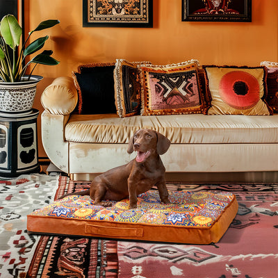 toutou sur lit XXl pour chien dans salon orientale