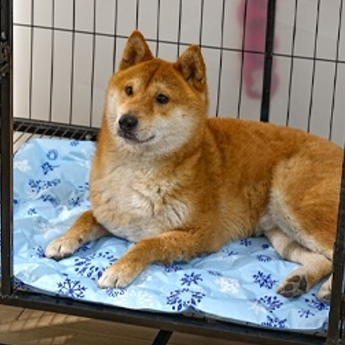 toutou sur tapis rafraichissant chien dans la cage