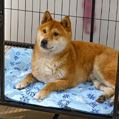 toutou sur tapis rafraichissant chien dans la cage