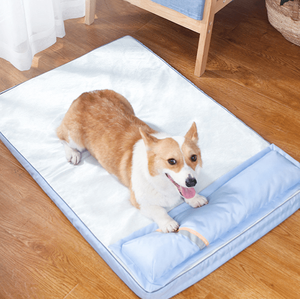 toutou sur tapis rafraichissant chien dans salon