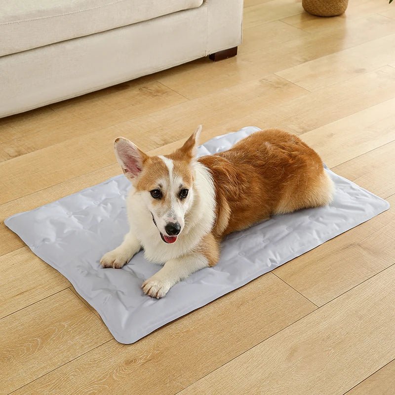 toutou sur tapis rafraichissant chien dans salon