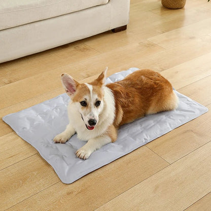 toutou sur tapis rafraichissant chien dans salon