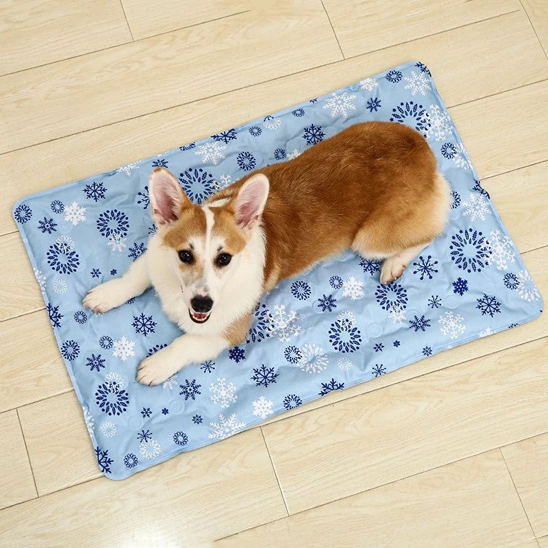toutou sur tapis rafraichissant chien sur parquet
