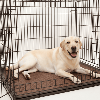 toutou sur tapis rafraichissant da la cage