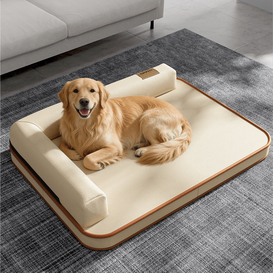 toutous dans canape chien dans salon